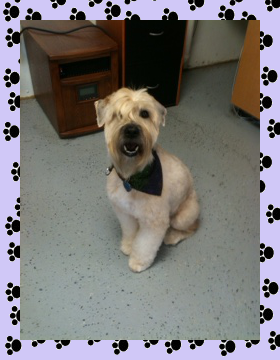 Soft Coated Wheaton Terrier - Aprils Doggie Spa